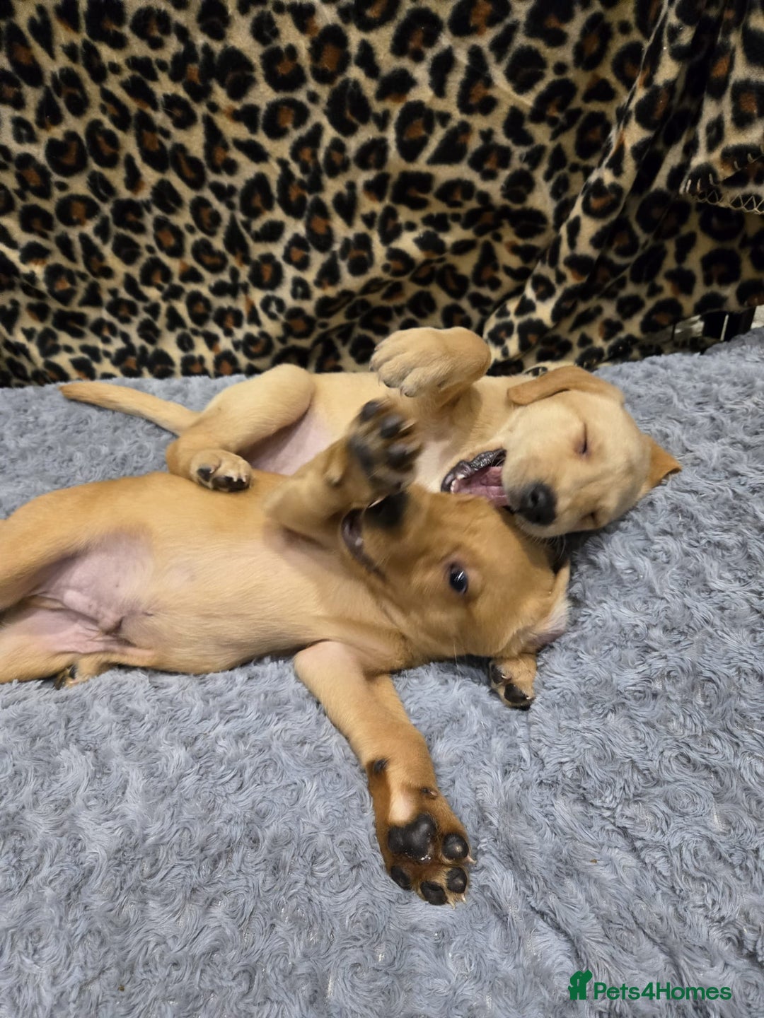 Labrador Retriever dogs for sale: ✨ Golden Retriever Puppies – Ready 4 Sept ✨ - Image 11
