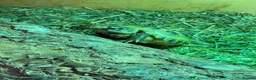 Tortoise reptiles for sale: Baby Horse-field Tortoises for sale  - Advert 1