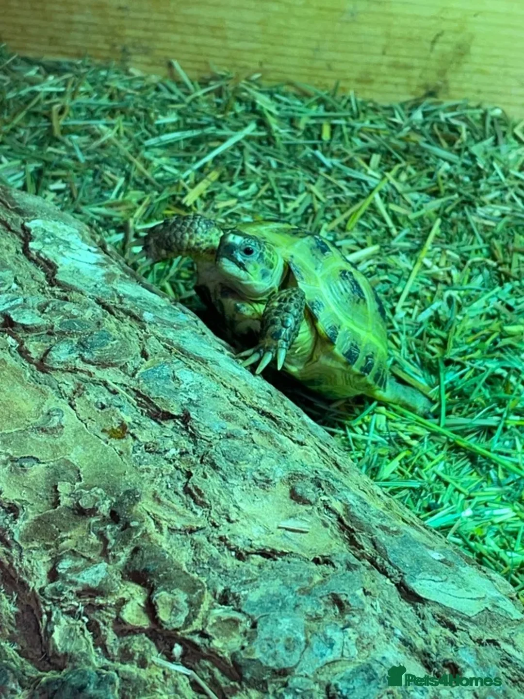 Tortoise reptiles for sale: Baby Horse-field Tortoises for sale  - Advert 1