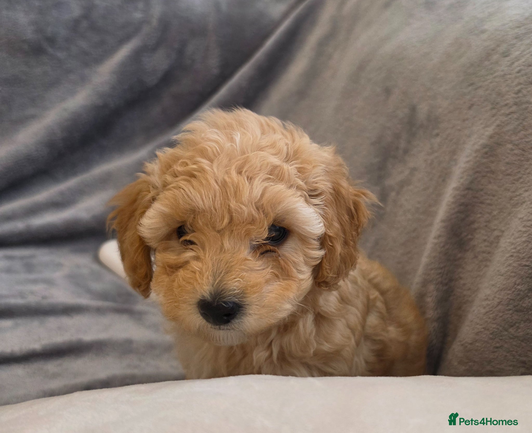 Maltipoo dogs 🐶1 beautiful maltipoo pup left for sale🐶  - Advert 7