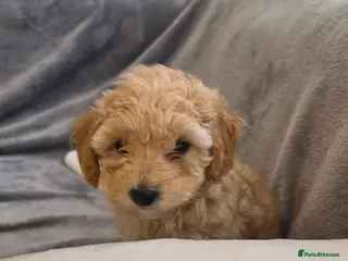 Maltipoo dogs 🐶1 beautiful maltipoo pup left for sale🐶 - Advert 7