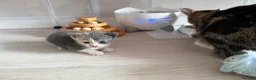 British Shorthair cats for sale: PLEASE READ ADVERT LAST TWO FEMALE KITTEN’S LEFT  - Advert 29