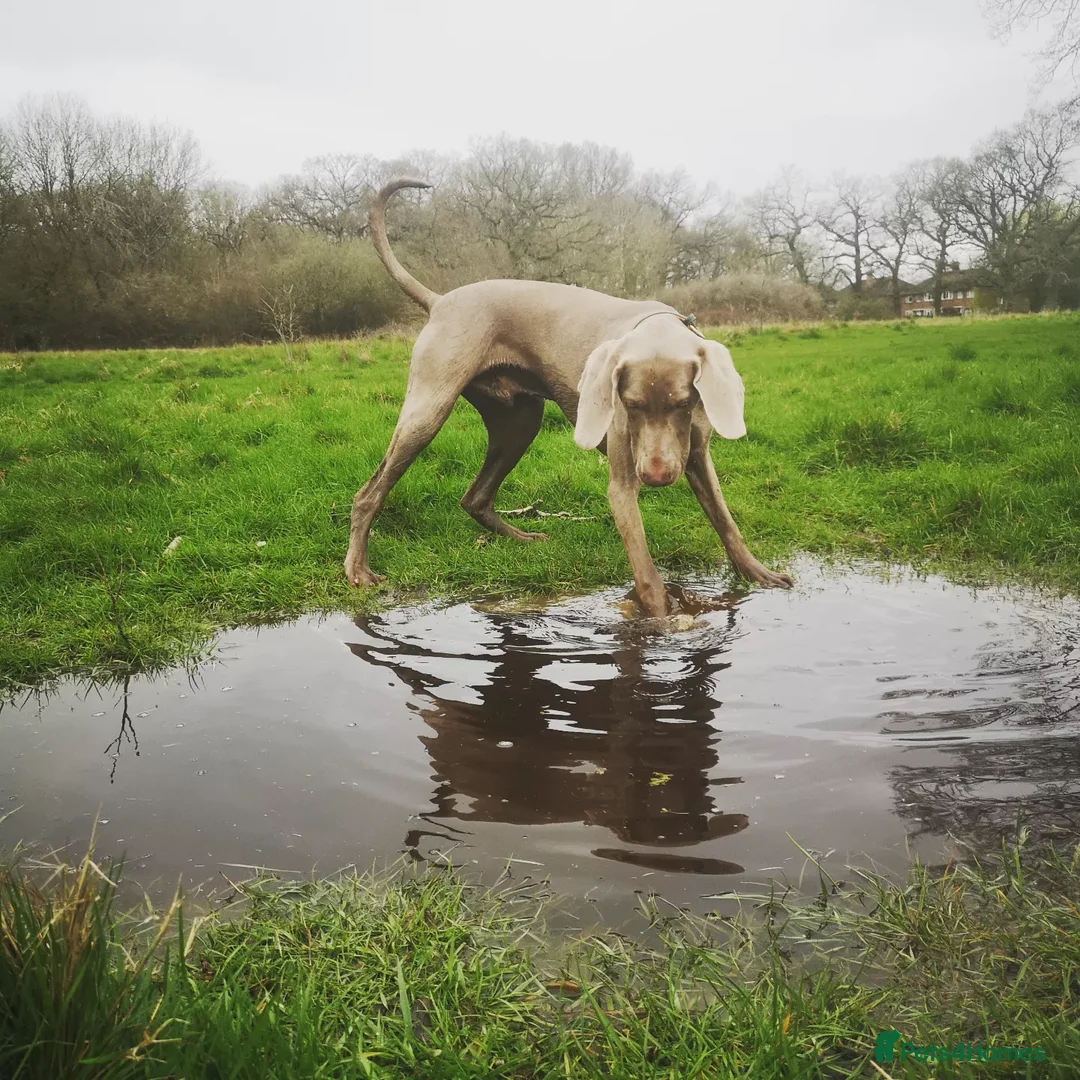 Weimaraner dogs for stud: Dog For Breeding  - Advert 13