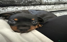 Mixed Breed dogs for sale: French bulldog X dauschaund - Image 19