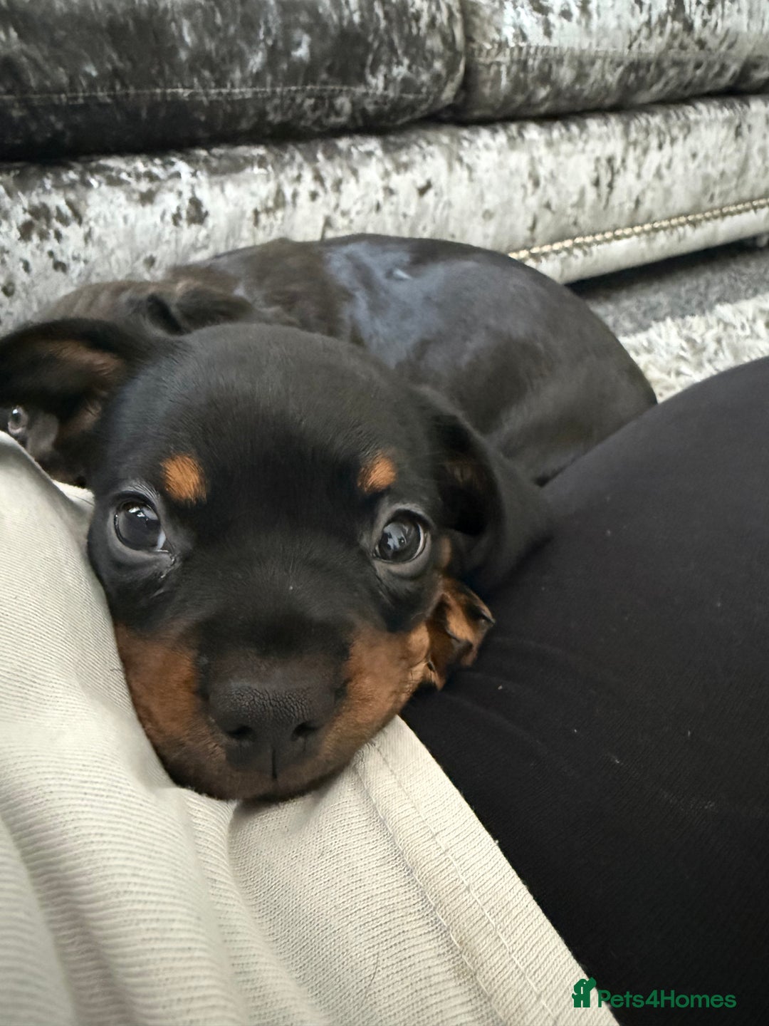 Mixed Breed dogs for sale: French bulldog X dauschaund - Image 19