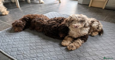 Labradoodle dogs - Advert 6