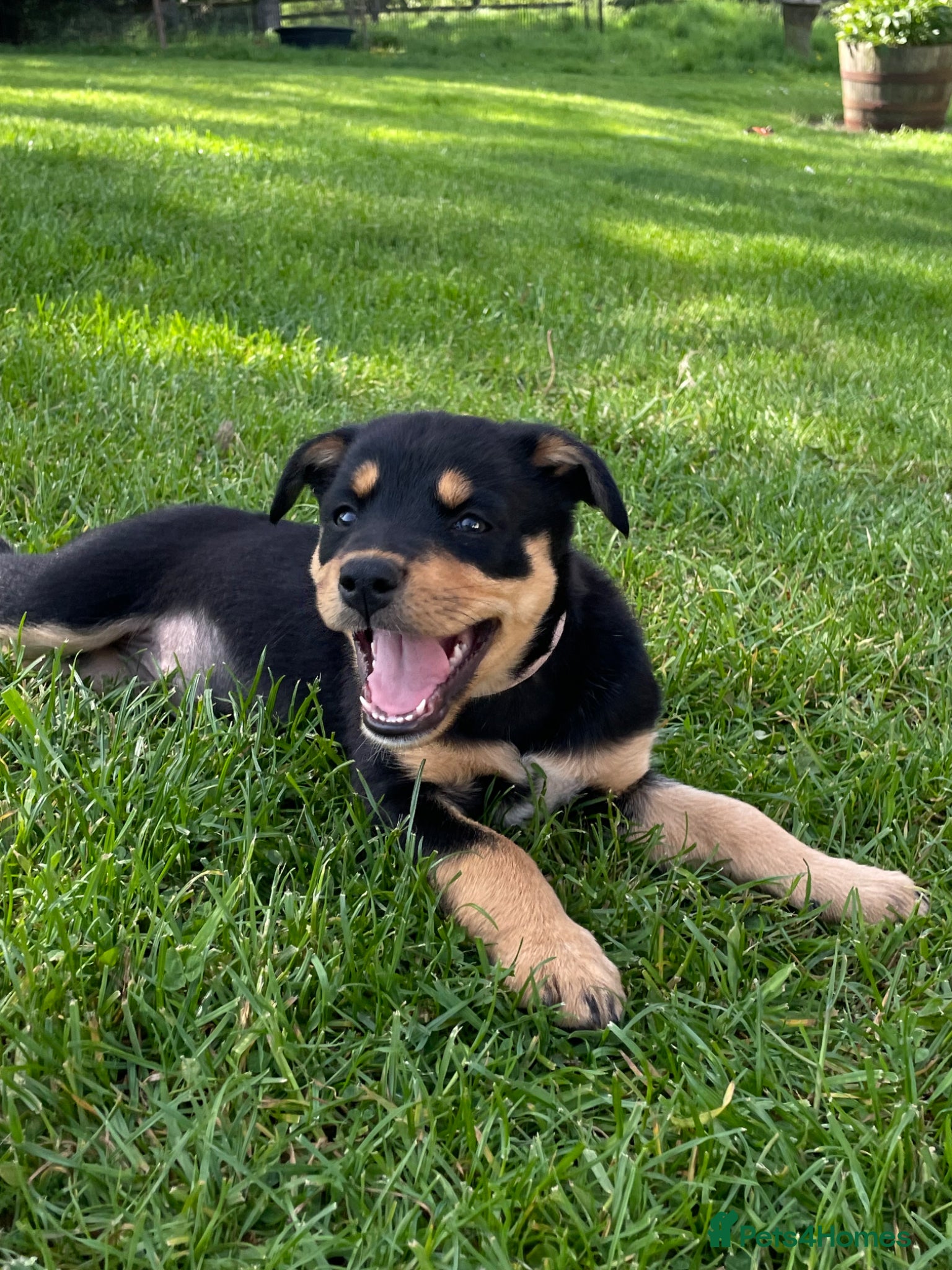 Mixed Breed dogs Australian Kelpie x Collie Pups - Advert 2