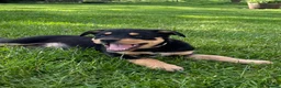 Mixed Breed dogs for sale: Australian Kelpie x Collie Pups in Llangadog - Advert 2