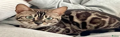 Bengal 1