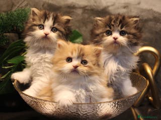 Scottish Fold cats KITTEN IS RE-ADERTISED DUE TO CANCELLATION - Advert 4