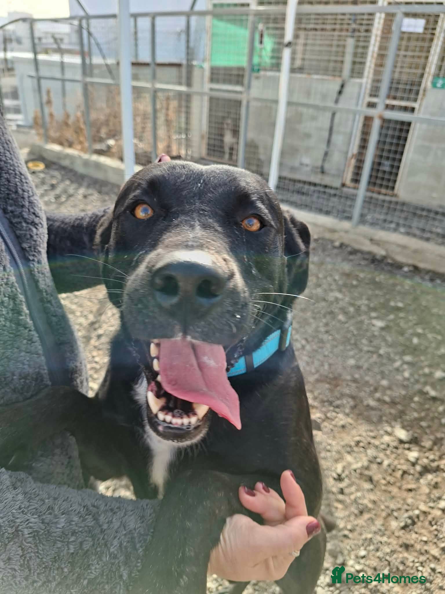 Mixed Breed dogs Kofi foster or adopt please - Advert 2