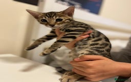 Bengal cats for sale: gorgeous pure bengal kittens  - Image 17