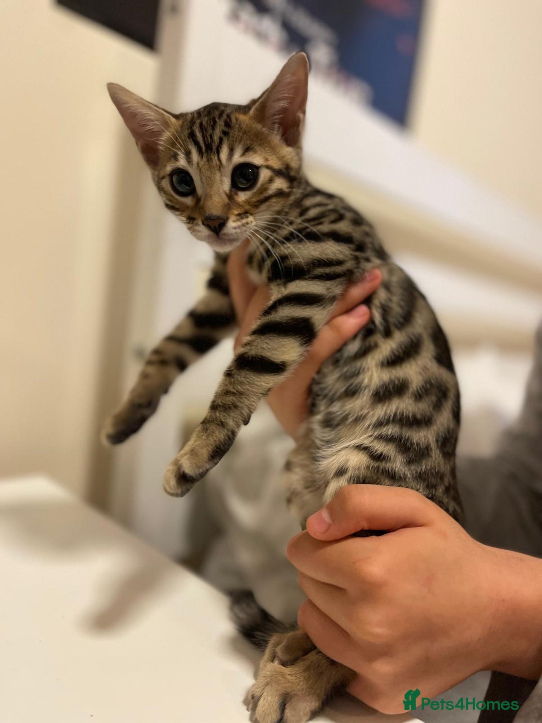 Bengal cats for sale: gorgeous pure bengal kittens  - Image 17