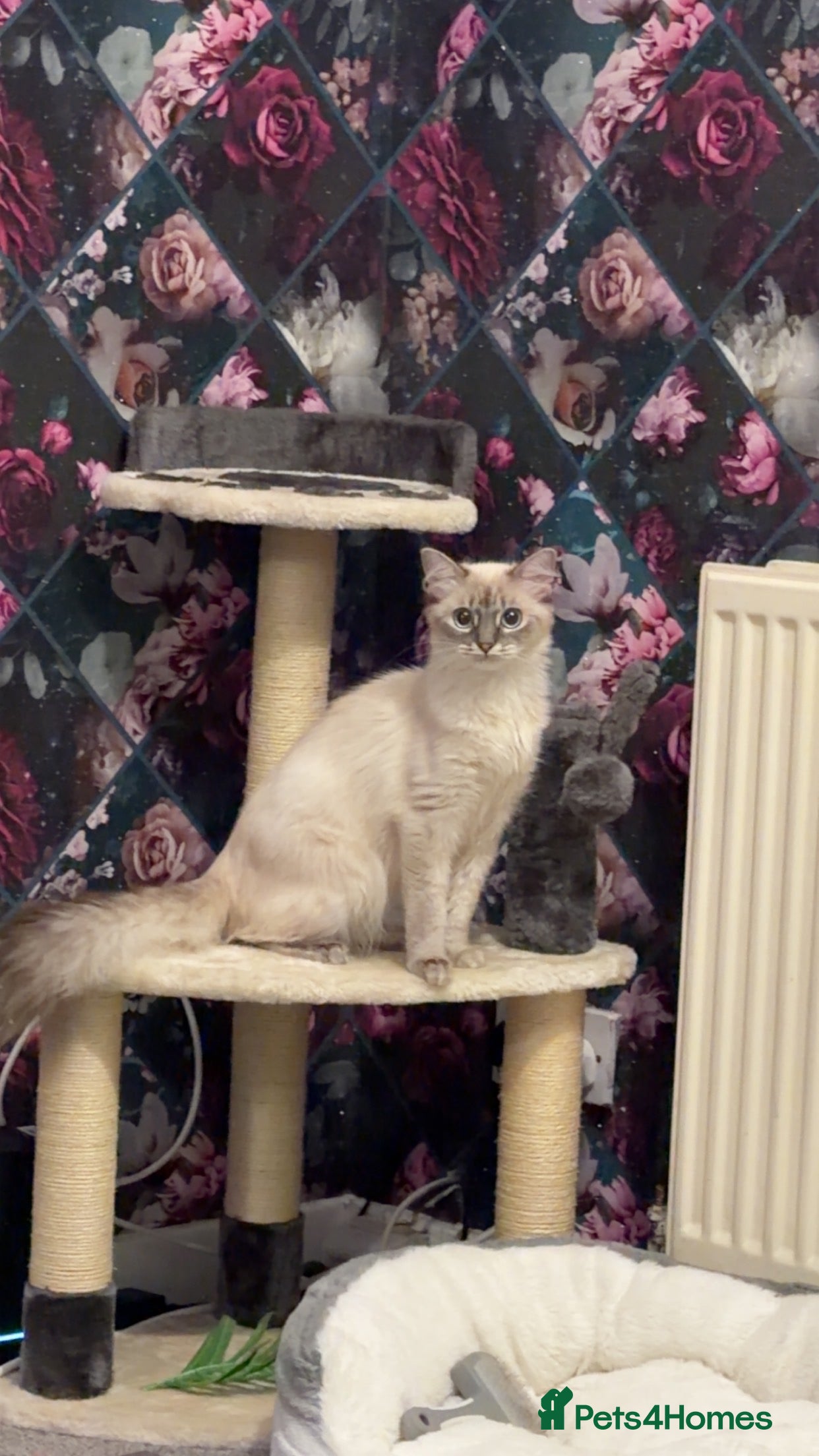Ragdoll cats Bluelynx ragdol kitten - Advert 2