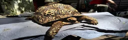 Tortoise reptiles for sale: Leopard adult female egg laying tortioses  - Advert 4