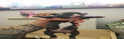 Staffordshire Bull Terrier dogs for sale: Champion Bloodline KC Registered - Advert 5