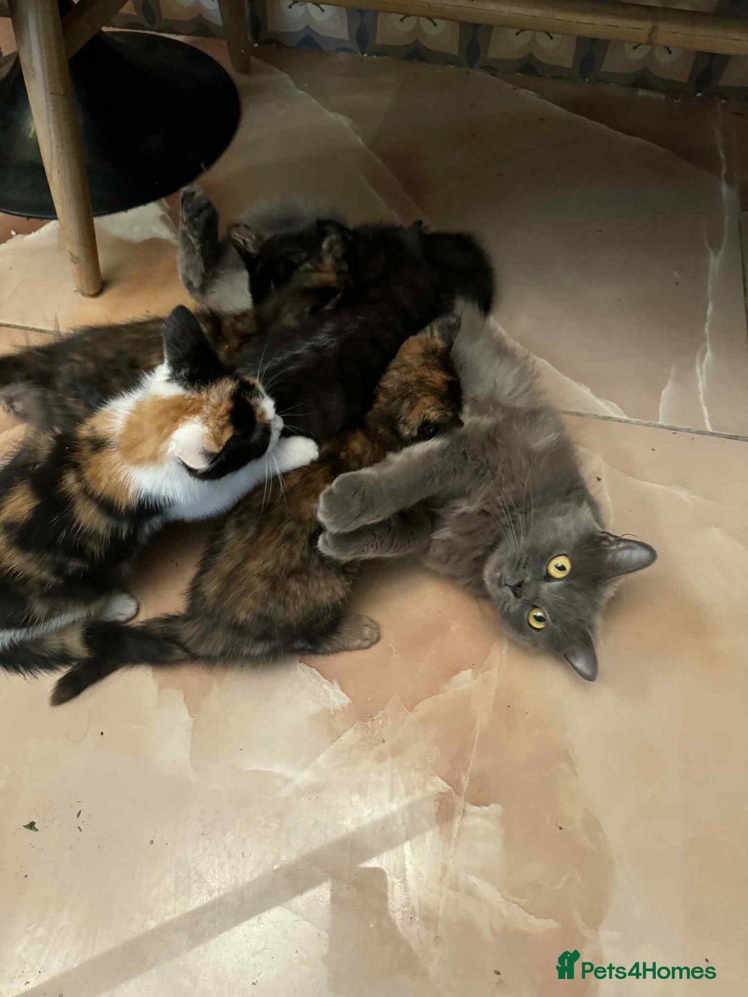 British Shorthair cats for sale: Stunning British Shorthair Kittens Ready Now! - Image 39
