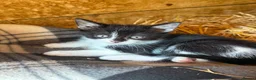 Mixed Breed cats for sale: Kittens  in Glenrothes - Advert 2