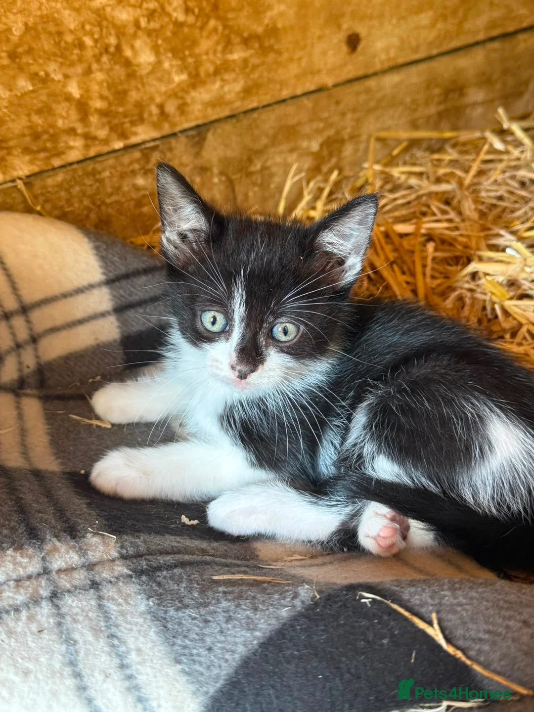 Mixed Breed cats for sale: Kittens  in Glenrothes - Advert 2
