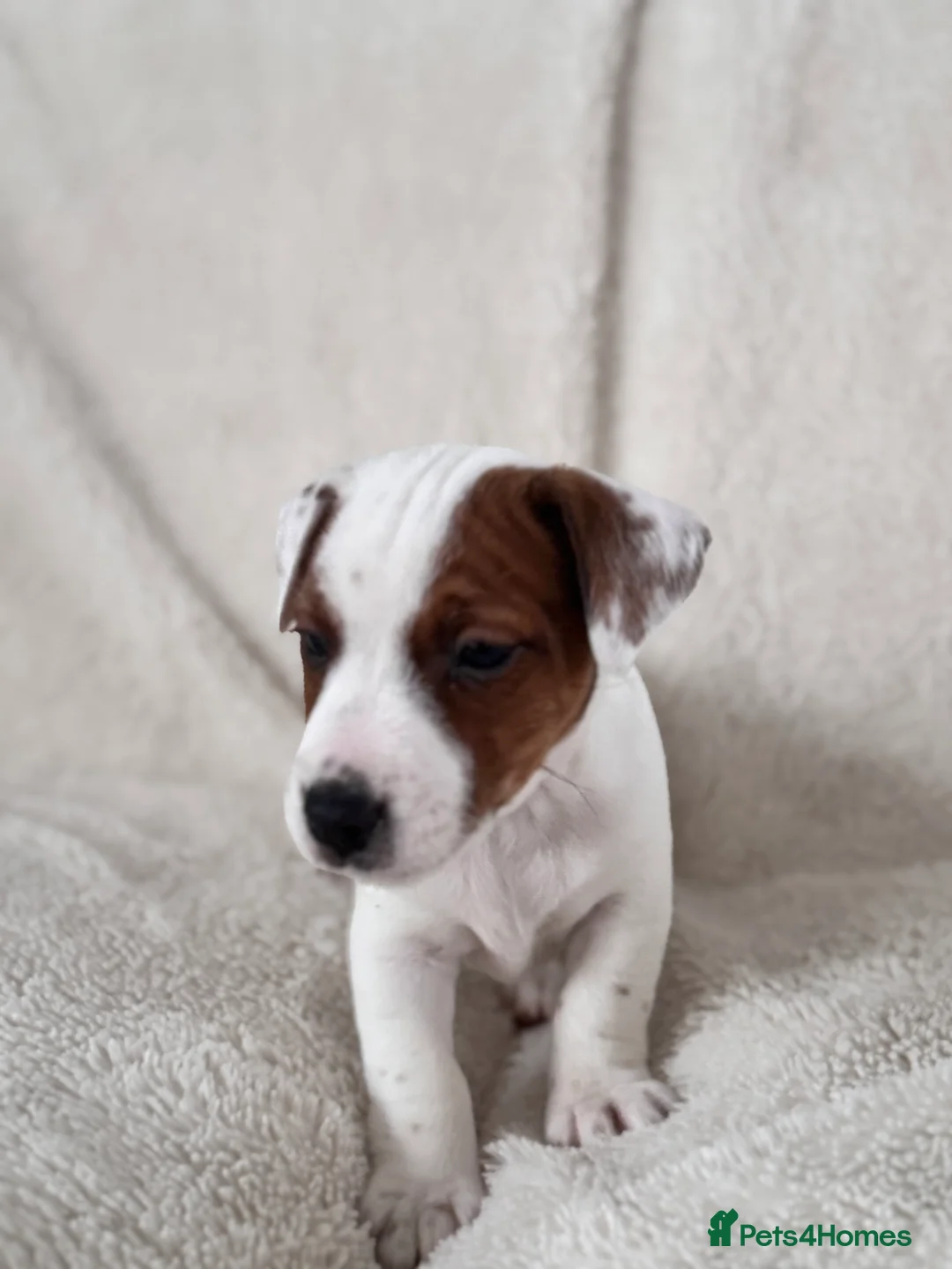 Jack Russell dogs for sale: Smooth coated tan and white jack Russel  - Advert 5