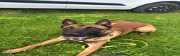 Belgian Shepherd Dog dogs for sale: Gunner 18 month old Belgian Malinois  - Advert 3