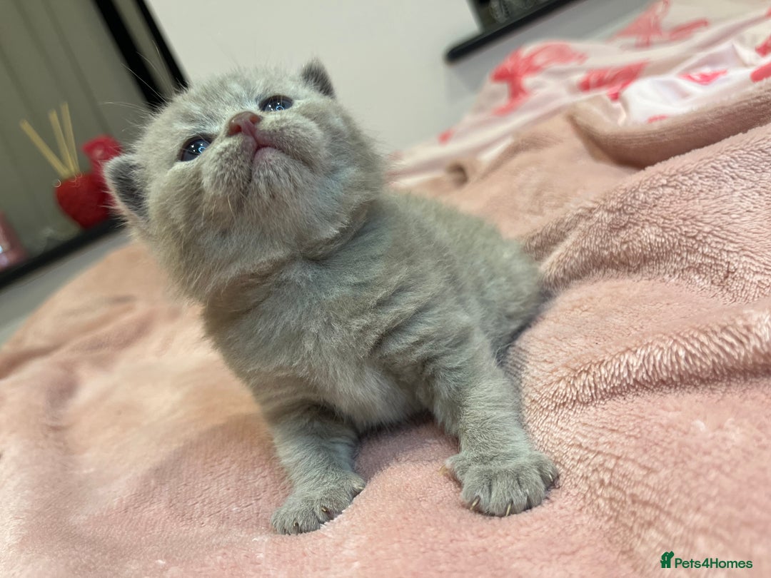 Brazilian Shorthair cats for sale: Pedigree British Shorthair Kittens Golden & Lilac - Image 9