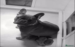 French Bulldog dogs for sale: 4 Beautiful Girl Frenchie's  - Image 4