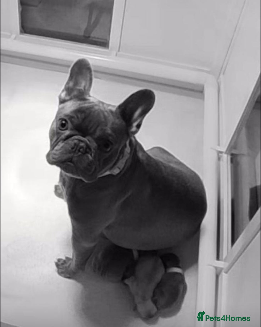 French Bulldog dogs for sale: 4 Beautiful Girl Frenchie's  - Image 4