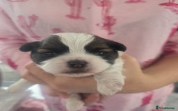 Shih Tzu dogs for sale: Shih tzu puppies - Image 2
