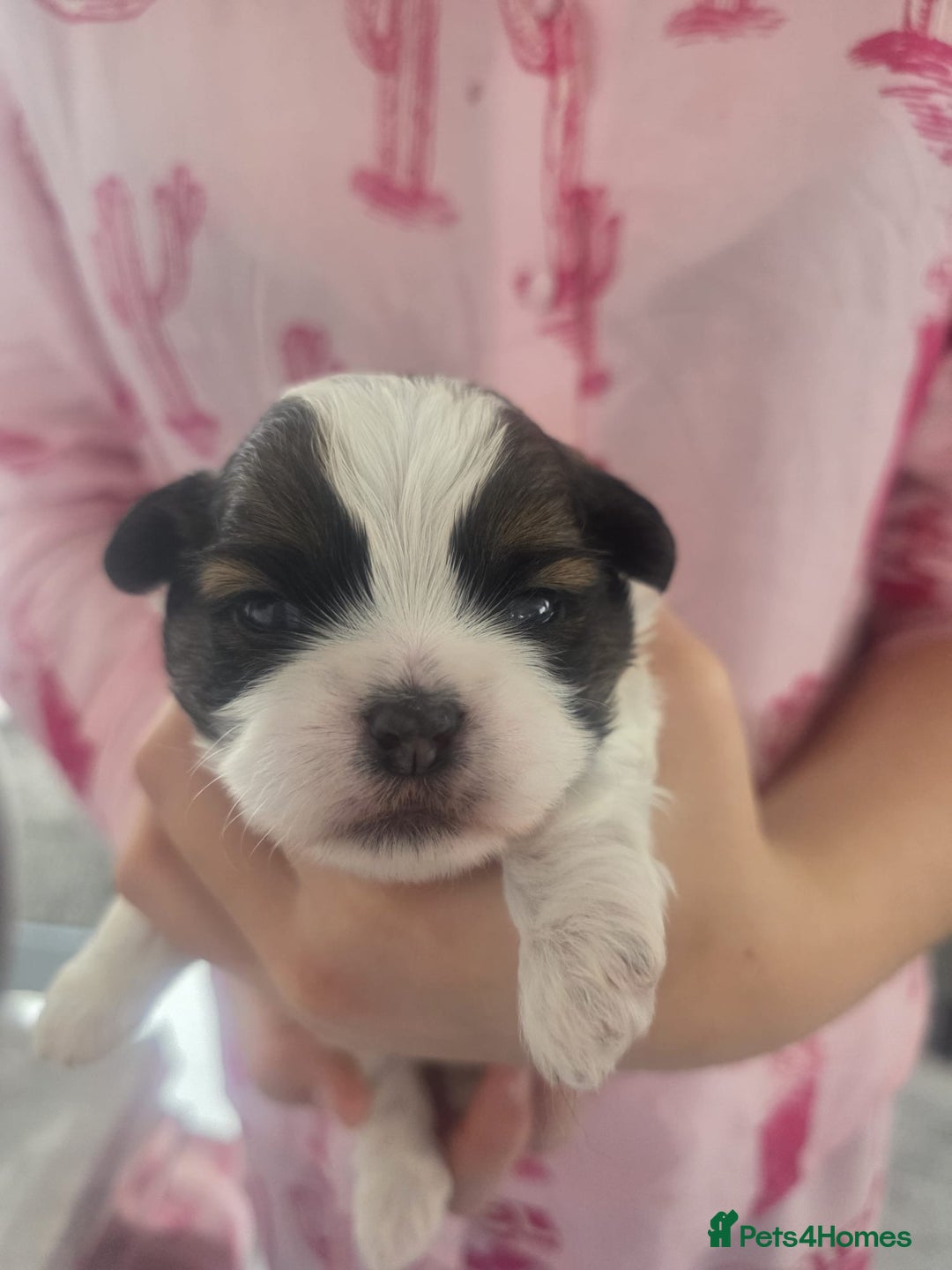 Shih Tzu dogs for sale: Shih tzu puppies - Image 2