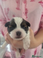 Shih Tzu dogs - Advert 8