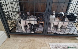 Jack Russell dogs for sale: Jack Russel Terriers 3 Generations Bloodline - Image 6