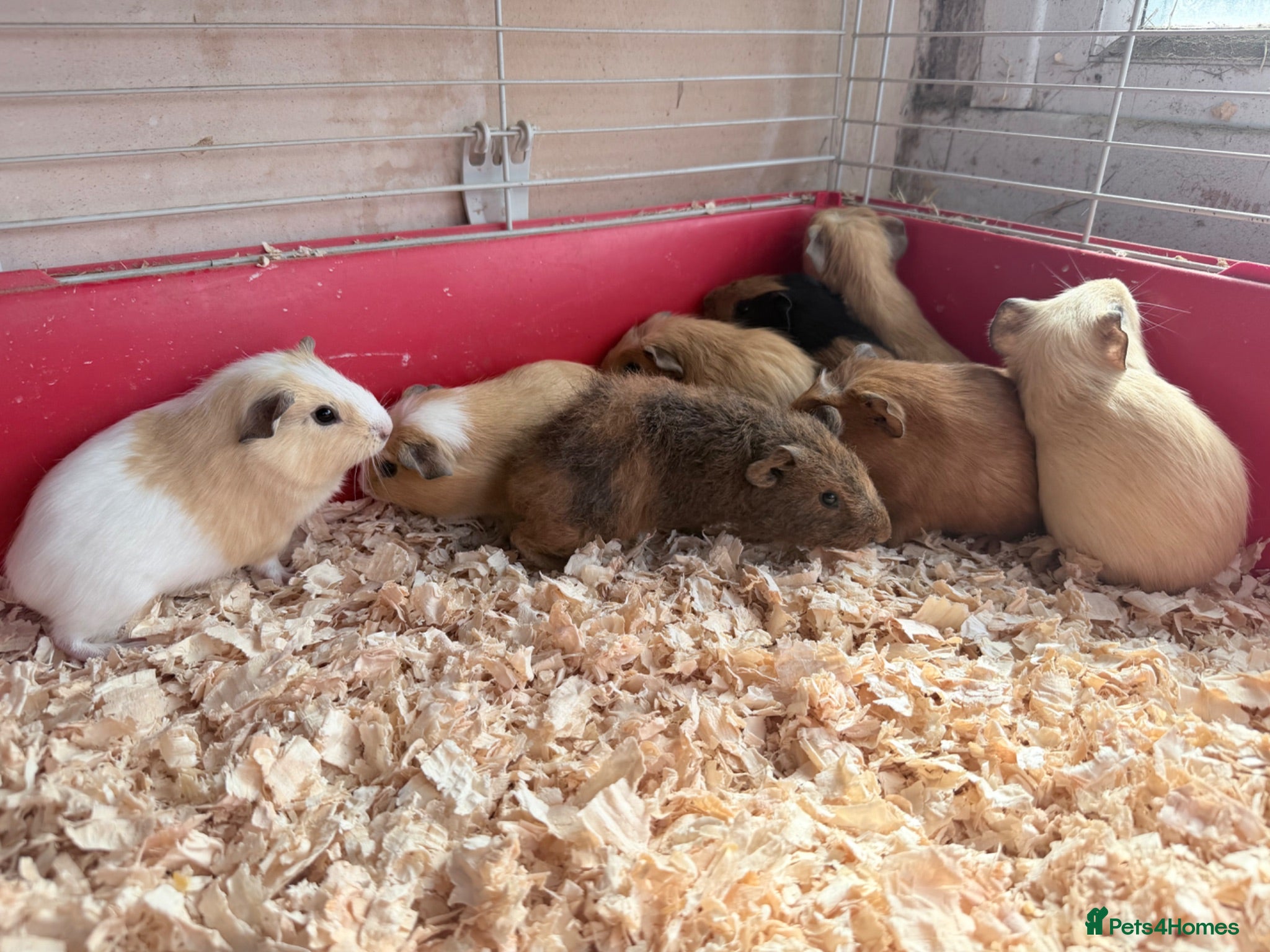 Guinea Pig rodents 16 baby guinea pigs - Advert 1