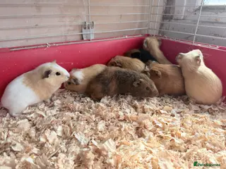 Guinea Pig rodents 16 baby guinea pigs - Advert 1
