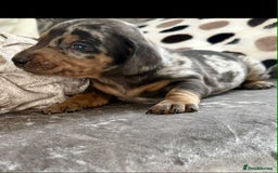 Dachshund dogs for sale: Miniature Dachshunds - Image 5