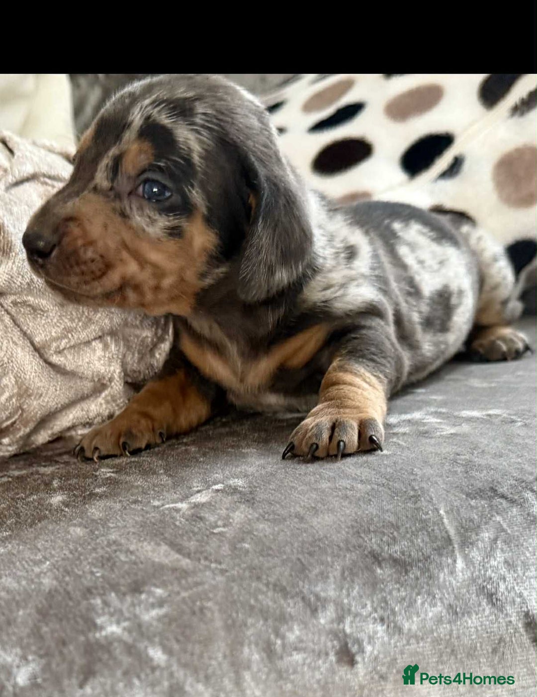 Dachshund dogs for sale: Miniature Dachshunds - Image 5
