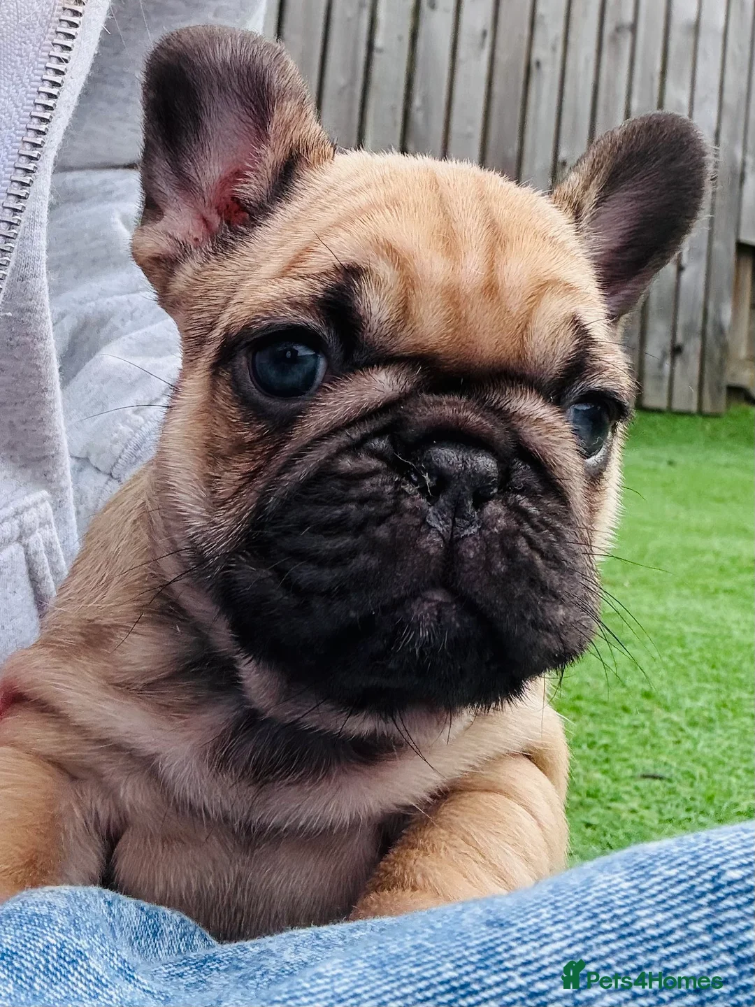 French Bulldog dogs for sale: French Bulldog Puppies - Fawn/Cream - Advert 24