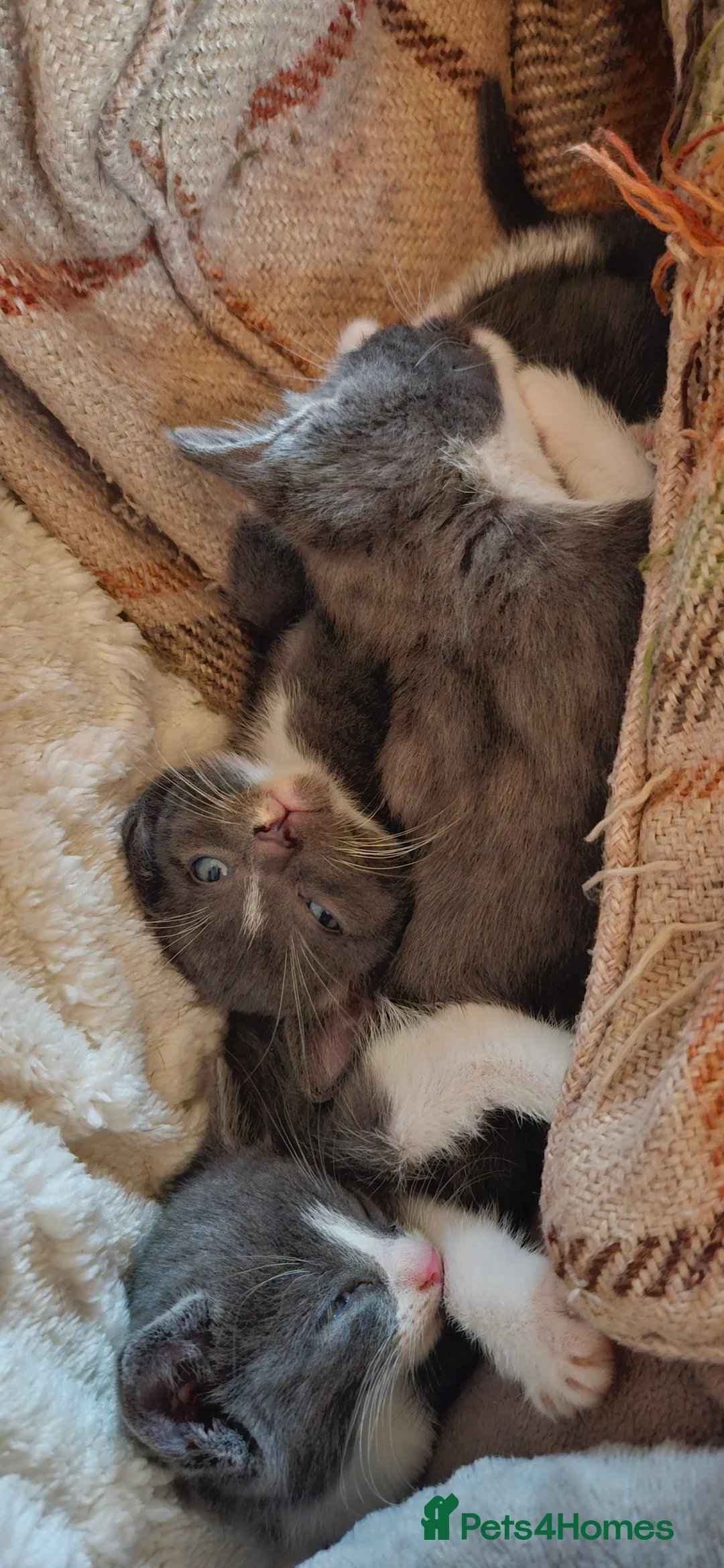 Mixed Breed cats for sale: 2 Female Mix Breed Kittens For Sale - Advert 2