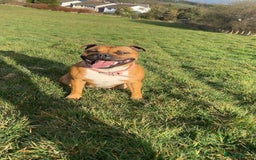 Staffordshire Bull Terrier dogs for sale: Litter Of Dual Purpose Red Staffords - Image 5