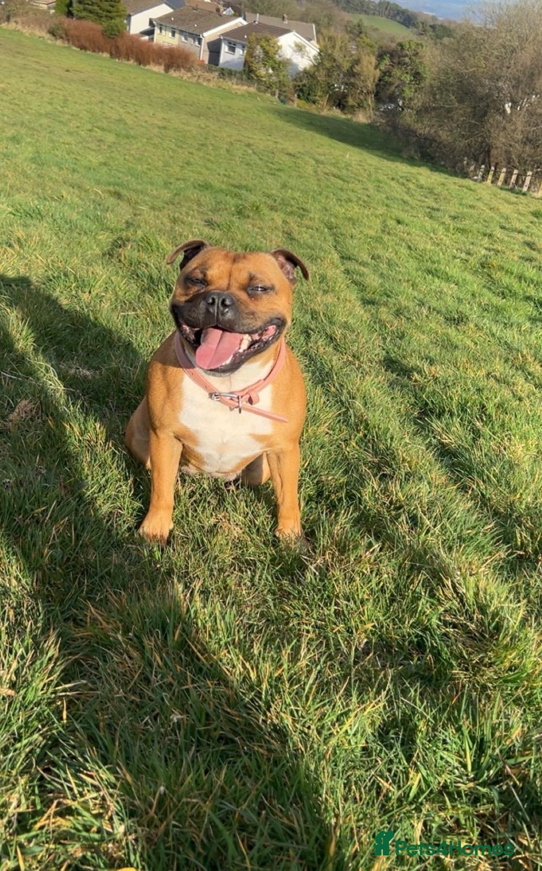 Staffordshire Bull Terrier dogs for sale: Litter Of Dual Purpose Red Staffords - Image 5