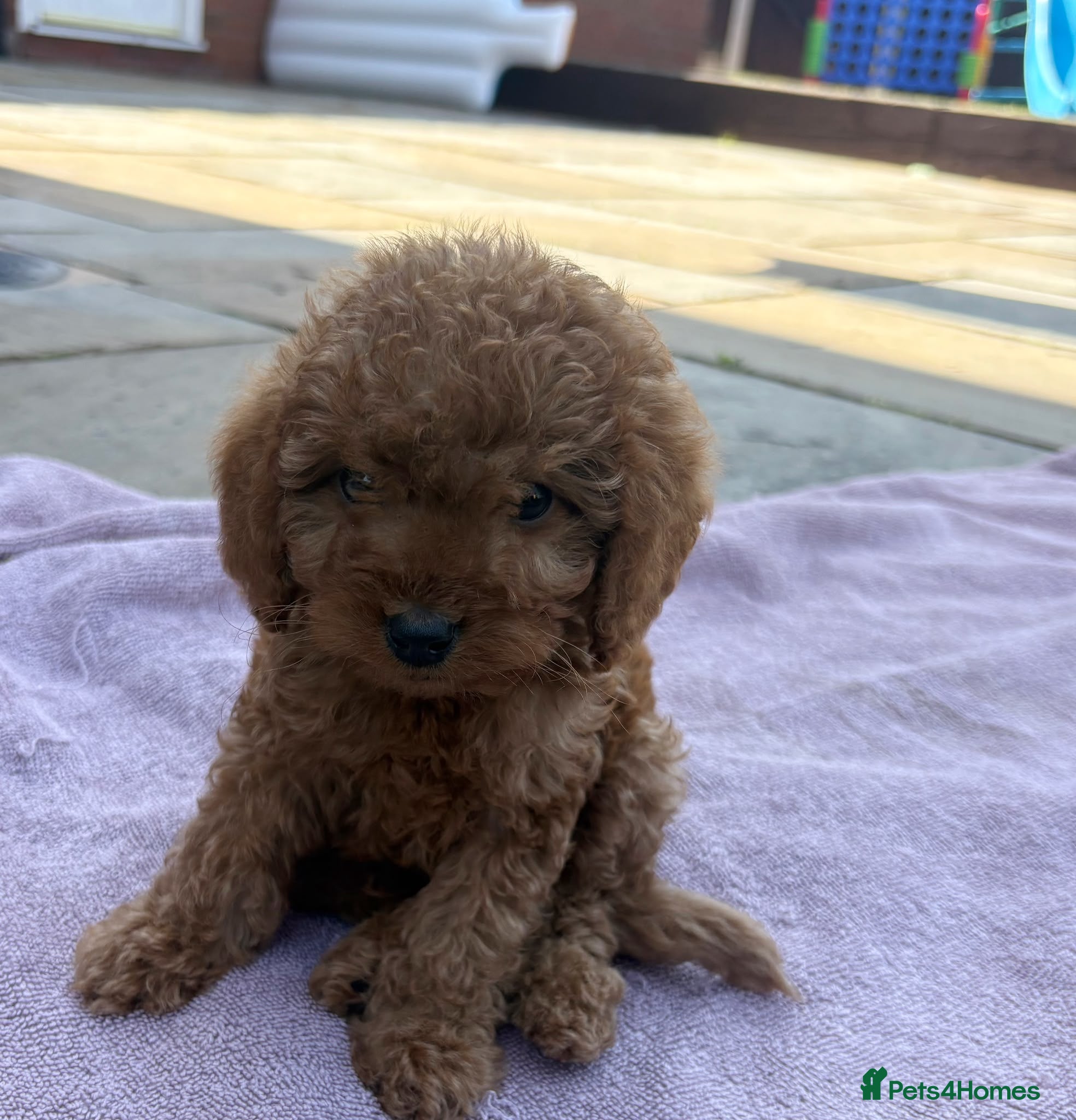 Cockapoo dogs Beautiful F2 cockapoo Ready Now - Advert 2