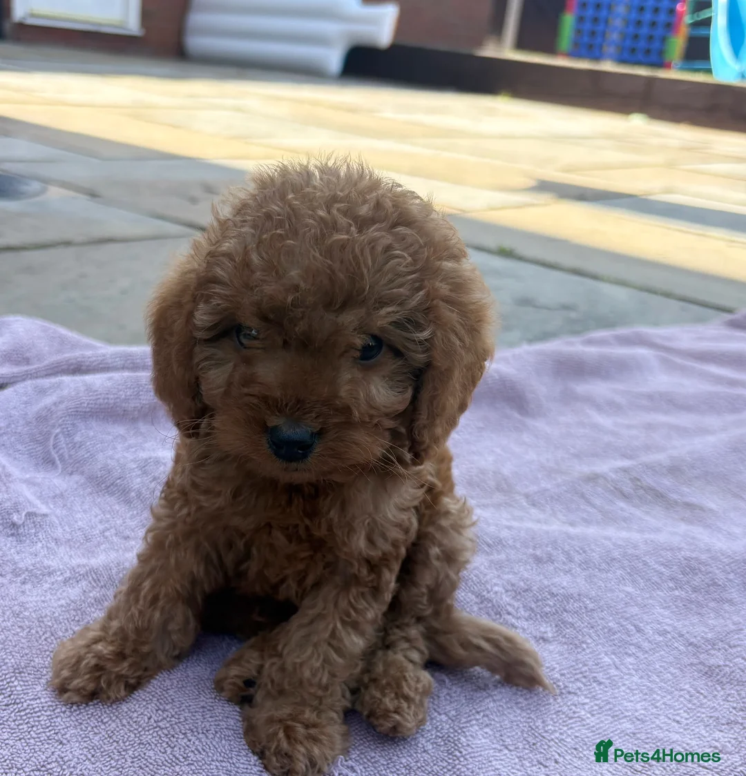 Cockapoo dogs for sale: Beautiful F2 cockapoo Ready Now - Advert 2