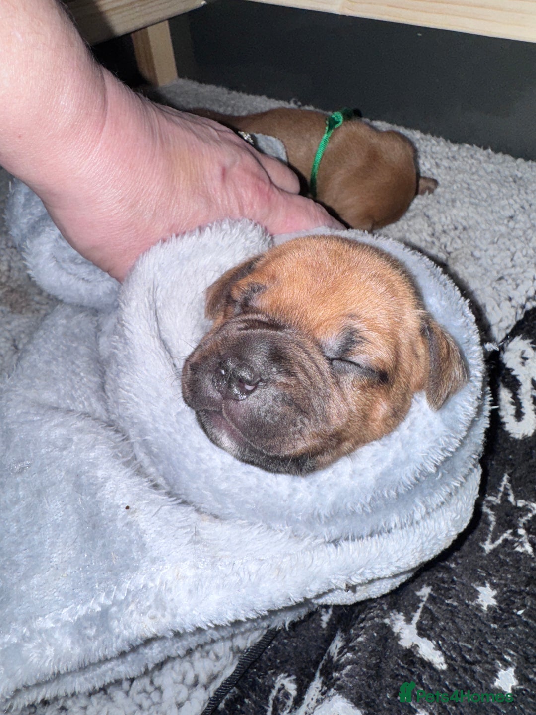 Staffordshire Bull Terrier dogs for sale: Beautiful litter of red staffy pups - Advert 9