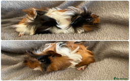 Guinea Pig rodents for sale: 6 handsome boys  - Image 2
