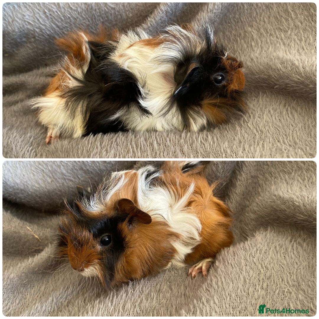 Guinea Pig rodents for sale: 6 handsome boys  - Image 2