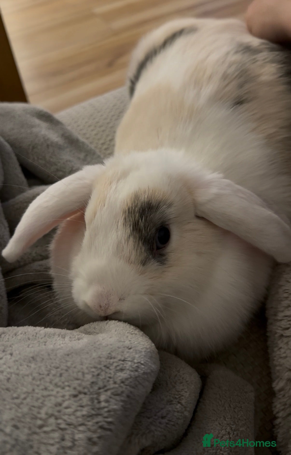 Mini Lop rabbits Female rabbit needing a new home in Colchester - Advert 1
