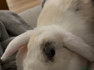 Mini Lop rabbits Female rabbit needing a new home in Colchester - Advert 1