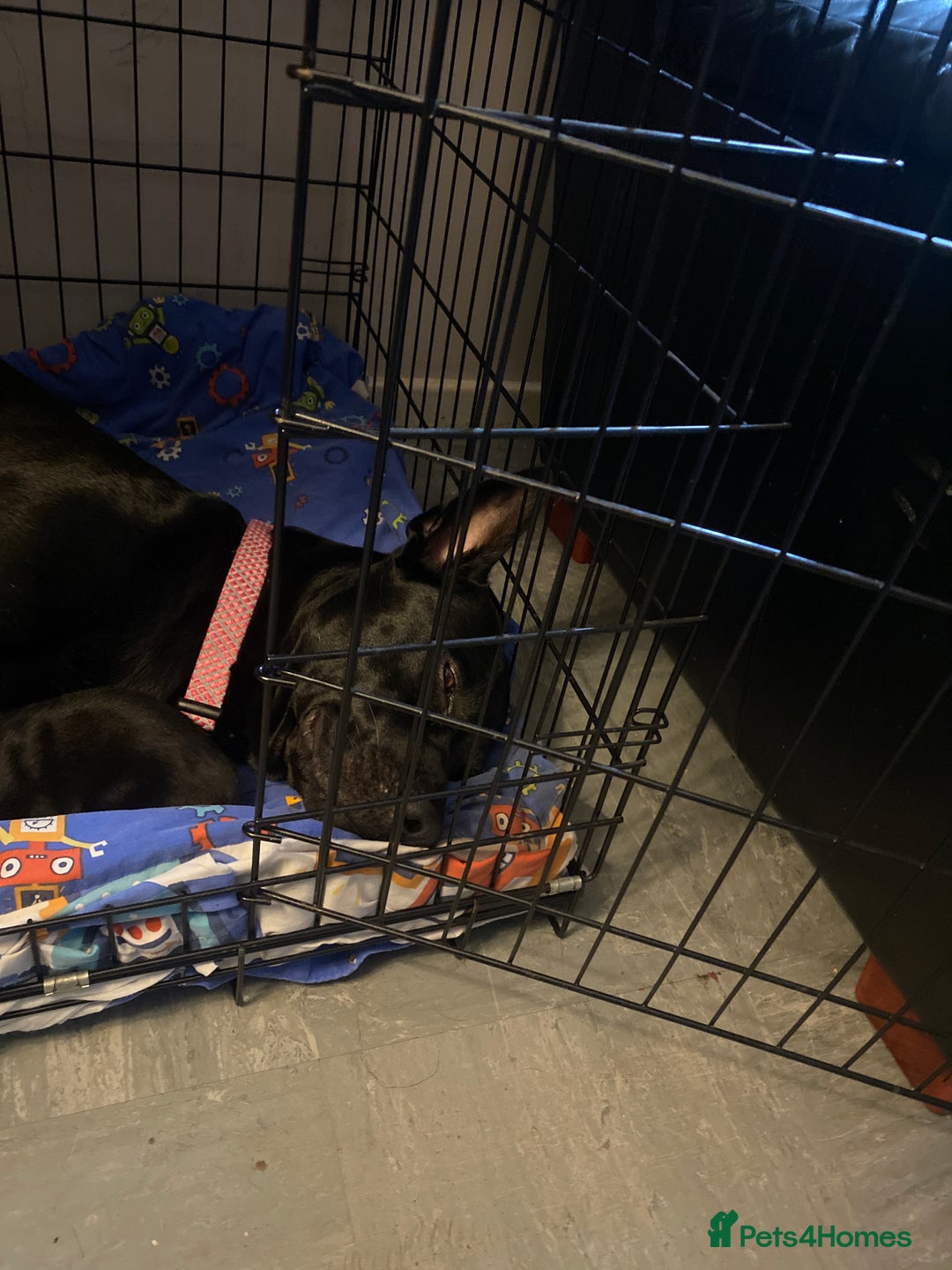 Mixed Breed dogs for sale: Belgian malanious mixed canecorso  - Advert 9