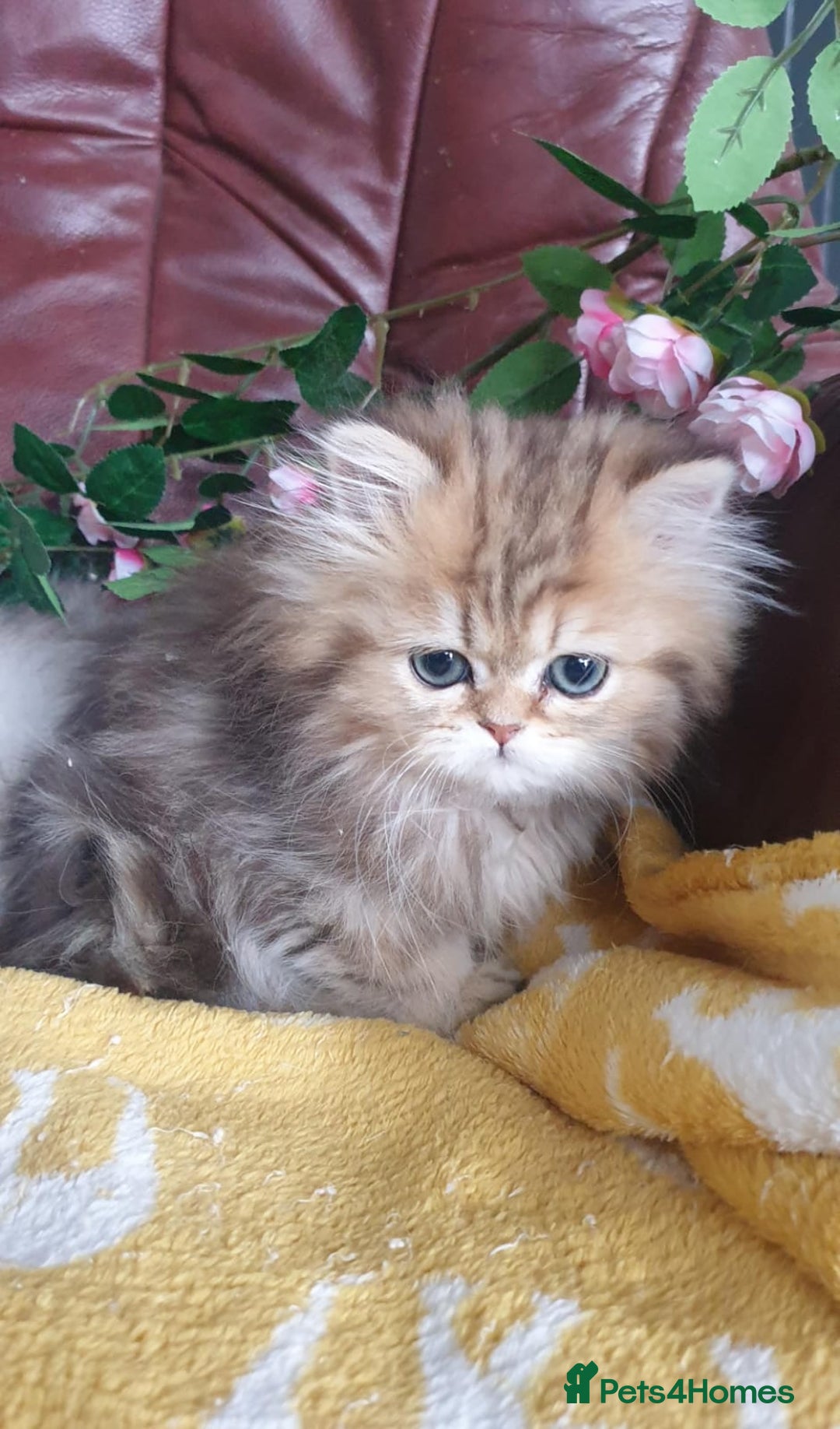 Persian cats for sale: 🌟Beautiful Pedigree Chinchilla Persian Kitten🌟 - Image 17