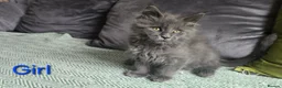 Maine Coon cats for sale: Maine coon kittens  - Advert 2